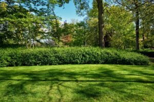 green-lawn-in-keukenhof-flower-garden-netherlands-2026-03-10-00-03-56-utc