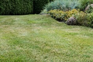 selective-focus-of-fresh-green-grass-near-small-bu-2026-03-12-23-49-14-utc